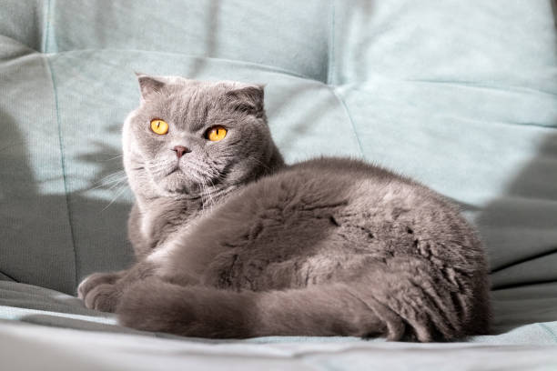 Gray scottish fold cat with orange eyes on a soft green sofa, which receives sunlight from the window. Selective focus  scottish fold cat stock pictures, royalty-free photos & images
