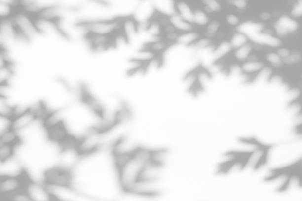 白い壁にサンザシの葉の灰色の影 - 木漏れ日　影 ストックフォトと画像