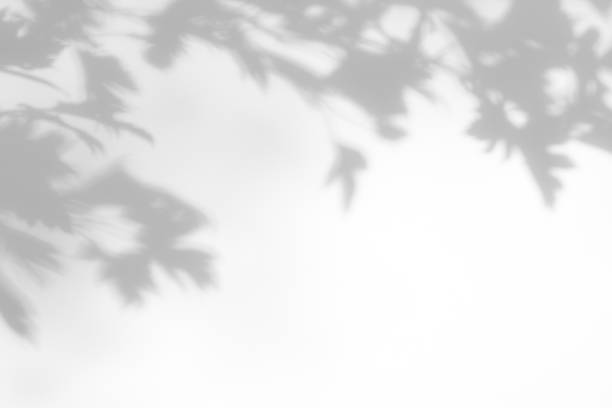 白い壁にサンザシの葉の灰色の影 - 木漏れ日　影 ストックフォトと画像