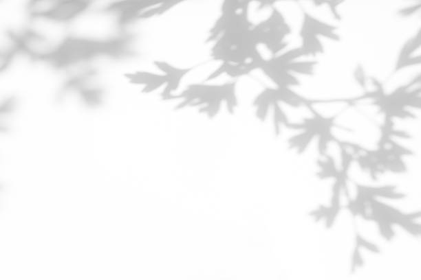 ombra grigia di foglie di biancospino su un muro bianco - ombra foto e immagini stock