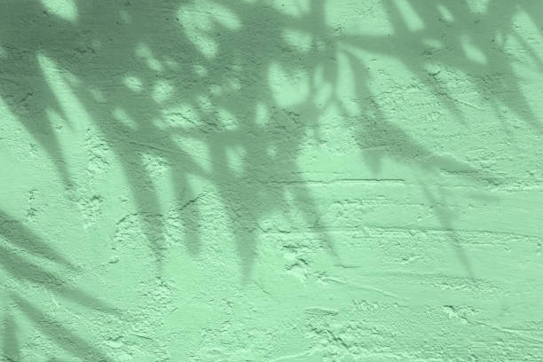 ミント色のコンクリートテクスチャー壁上の葉の灰色の影 - 木漏れ日　影 ストックフォトと画像