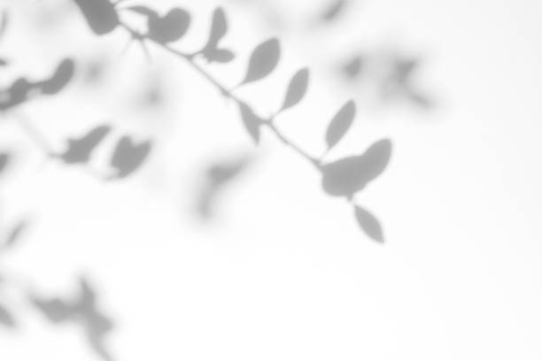 ombra grigia delle foglie su un muro bianco - shadow foto e immagini stock