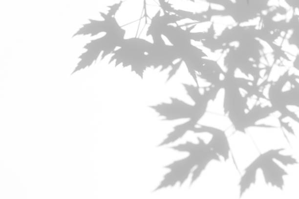 白い壁の葉の灰色の影 - 木漏れ日　影 ストックフォトと画像
