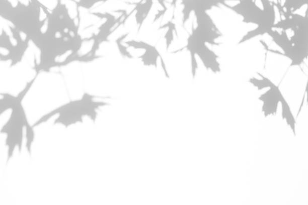 白い壁の葉の灰色の影 - 木漏れ日　影 ストックフォトと画像
