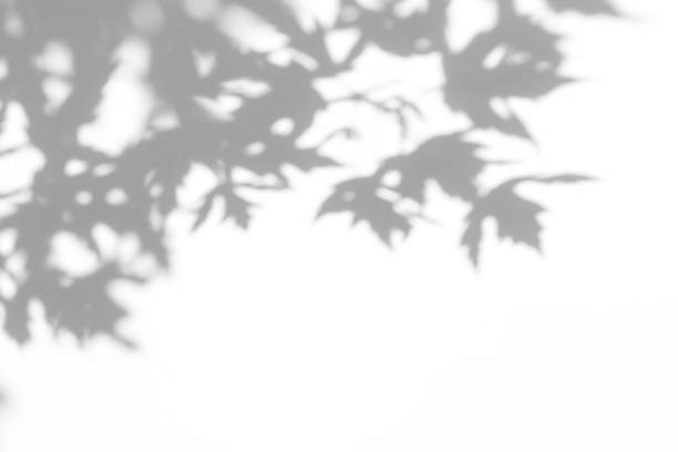 bayangan abu-abu daun di dinding putih - fokus pada bayangan potret stok, foto, & gambar bebas royalti