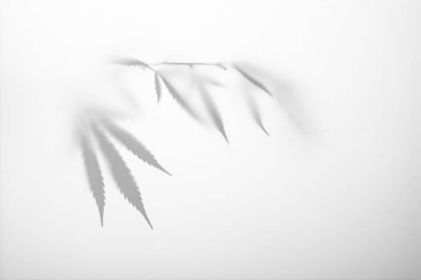Gray shadows of a bush with leaves of marijuana, hemp on a white wall. stock photo