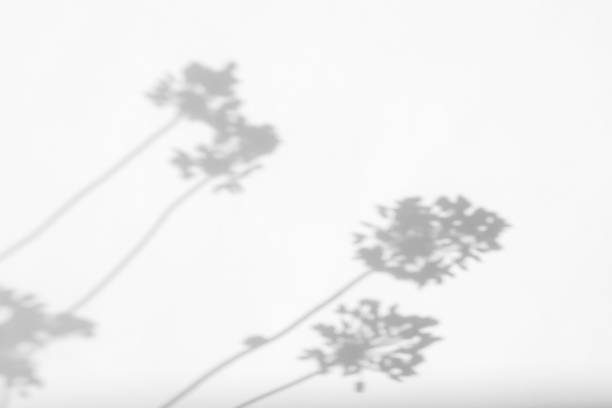 ラベンダーの花と草の灰色の影 - 木漏れ日　影 ストックフォトと画像