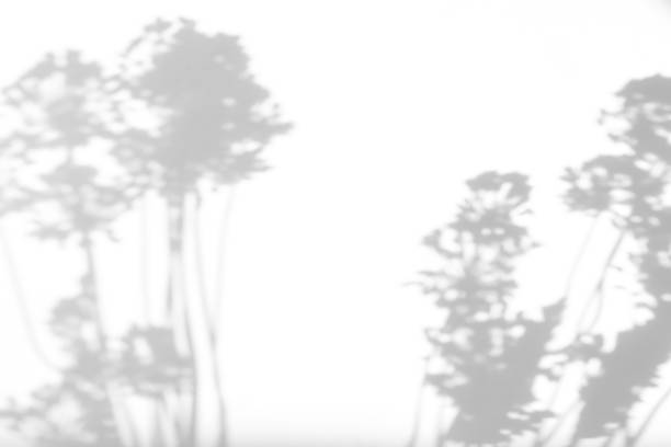 ラベンダーの花と草の灰色の影 - 木漏れ日　影 ストックフォトと画像
