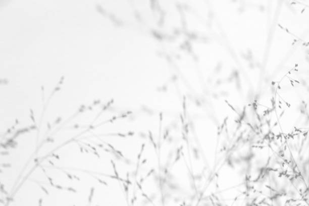 白い壁の繊細な草の灰色の影 - 木漏れ日 ストックフォトと画像