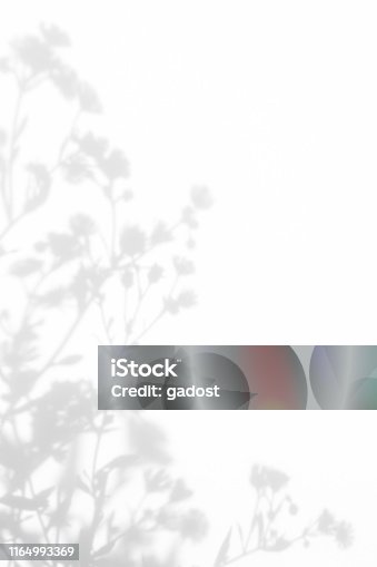 istock Gray shadows of the flowers and grass 1164993369