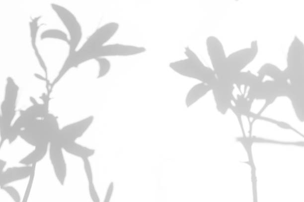 ユリの花と草の灰色の影 - 木漏れ日　影 ストックフォトと画像