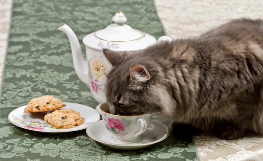 Gray Siberian Cat Drinking Tea From A Teacup Stock Photo 