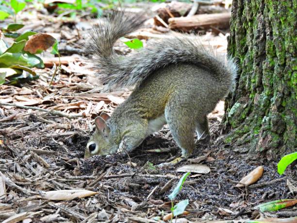 Gray Squirrel  (Sciurus carolinensis)  digging up its buried food stock photo