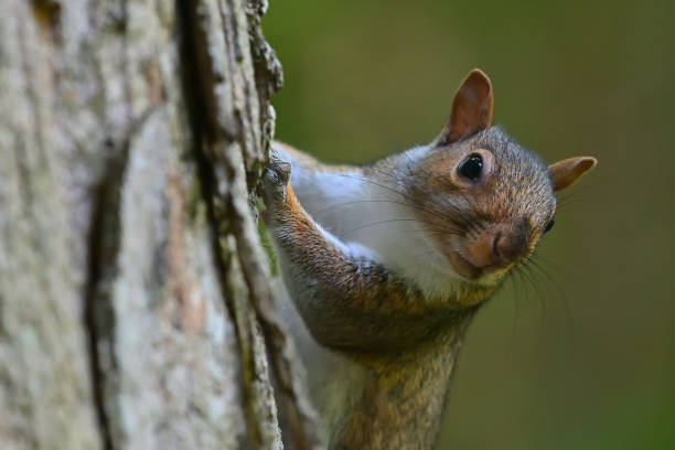 Gray squirrel on sugar maple stock photo