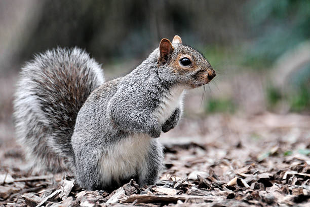 Photo of Gray squirrel