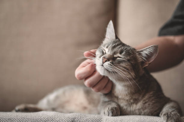 gatto a strisce grigie con mano femminile su sfondo marrone. - cat foto e immagini stock