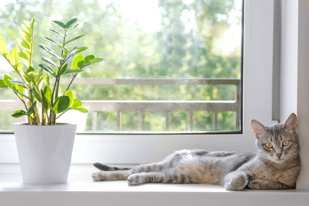 A gray striped domestic cat lies on the windowsill next to the Zamioculcas Zamiifolia flower stock photo