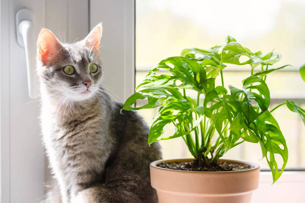 Gray striped  domestic cat sitting on a window nearby Monstera. stock photo