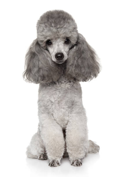 Gray Toy Poodle dog Portrait of Gray Toy Poodle on white background poodle stock pictures, royalty-free photos & images