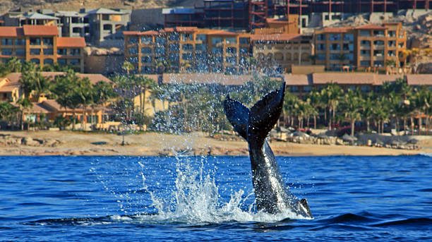 Gray Whale Tail Fin Fluke off the coast of Cabo stock photo