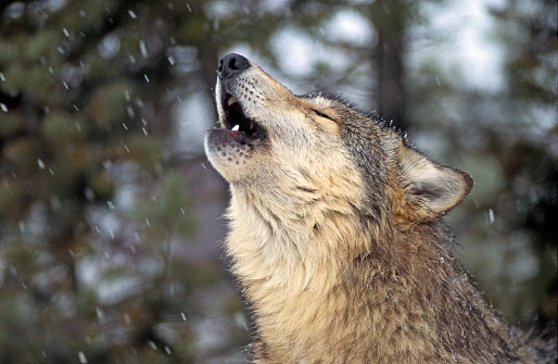 Close-up of gray wolf howling in light snow. MT.