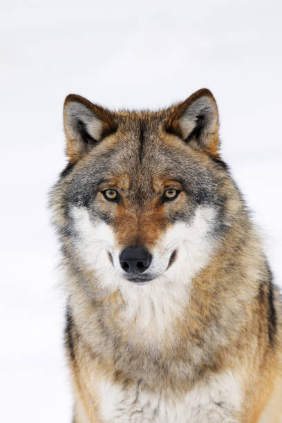 lobo cinzento - wolf portrait - fotografias e filmes do acervo