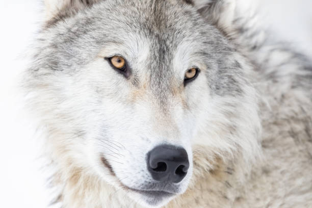 retrato do lobo cinza - wolf portrait - fotografias e filmes do acervo