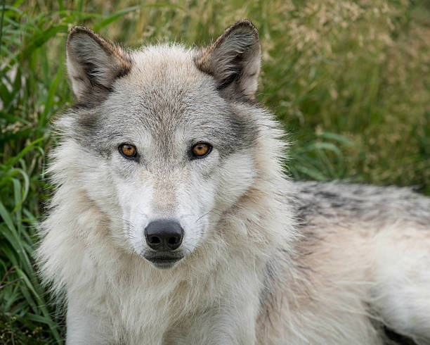 lobo cinzento retrato - wolf portrait - fotografias e filmes do acervo
