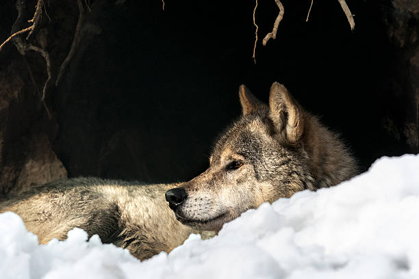gray-wolf-resting-at-entrance-to-lair-pi
