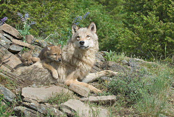 gray wolf with cubs - grijze wolf stockfoto's en -beelden