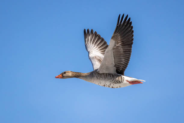 Graylag goose stock photo