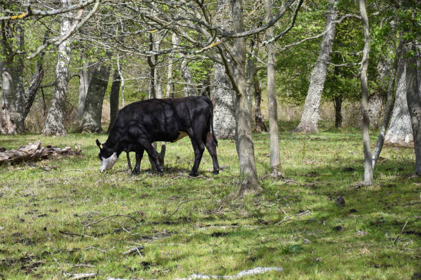 Grazing cow in a bright forest stock photo