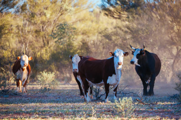 Grazing Cows in the Australian Outback A cow grazes by the side of the Plenty Hwy near Mount Riddock cattle station in Northern Territory, Australia cattle grid stock pictures, royalty-free photos & images