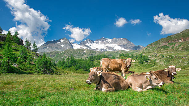 Grazing cows in the Swiss mountains stock photo
