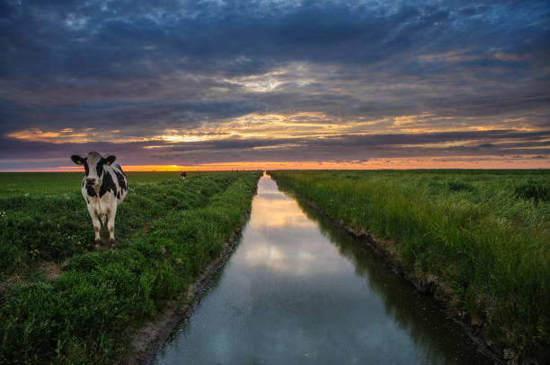 Grazing Cows on the Frysian Mud Flats Cattle of cows walking a along a water-filled trench on the frysian mud flats known as it Noarderleech during sunset. cattle grid stock pictures, royalty-free photos & images
