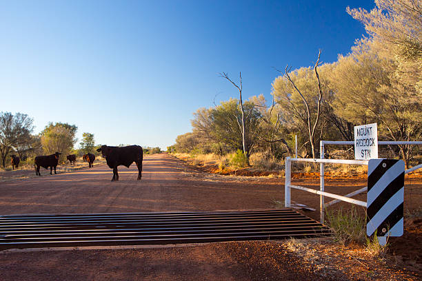 Grazing Cows A group of cows graze by the side of the Plenty Hwy near Mount Riddock cattle station in Northern Territory, Australia cattle grid stock pictures, royalty-free photos & images