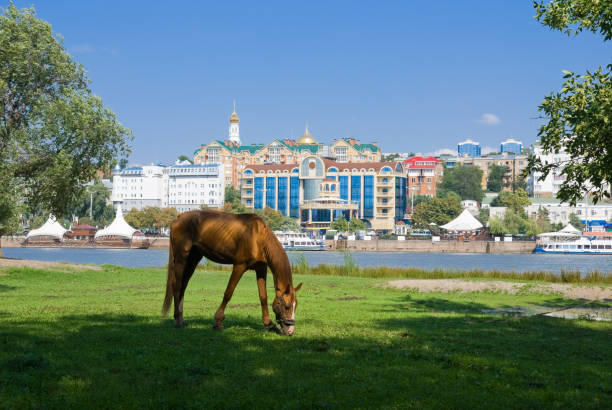 Grazing horse on the background of the city stock photo