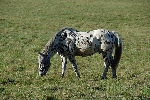 grazing horse (knabstrupper) - knabstrupper bildbanksfoton och bilder