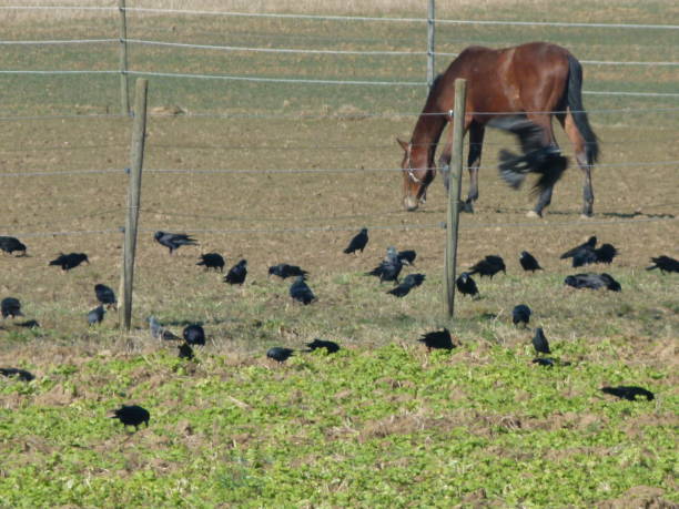 Grazing horses surrounded by raven birds UV-Filter, pferd stock pictures, royalty-free photos & images