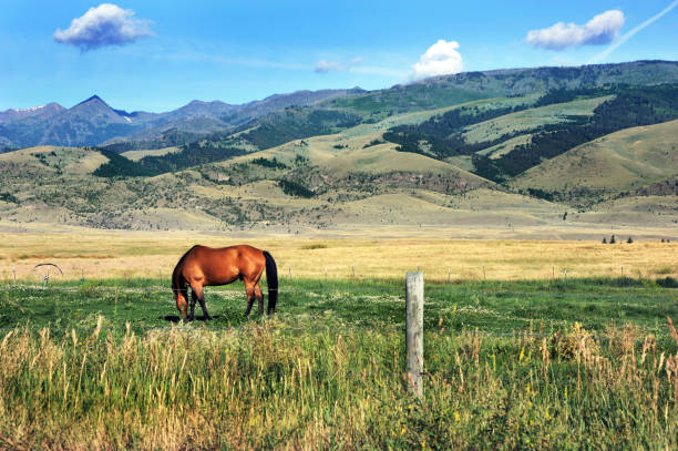 Paradise Valley Montana Stock Photos, Pictures & Royalty ...