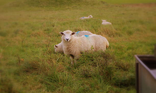Grazing Sheep in Field stock photo