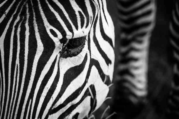 A Grazing Zebra stock photo