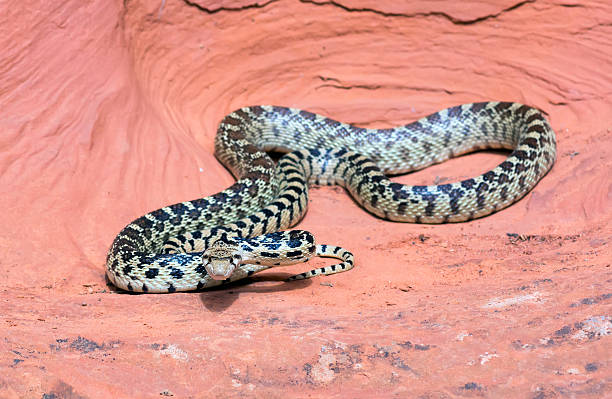 Great Basin Gopher Snake (Pituophis catenifer deserticola) stock photo