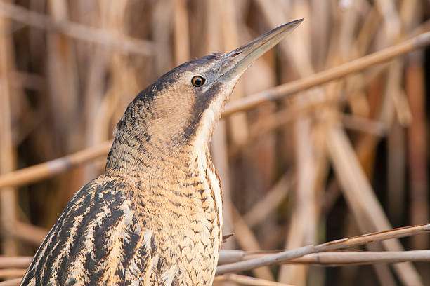Great bittern Great bittern on reed bittern bird stock pictures, royalty-free photos & images