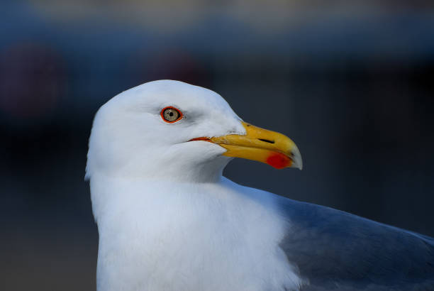 Great black-backed gull stock photo