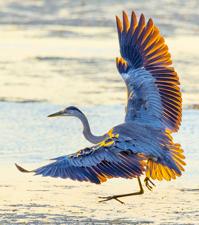 Great blue heron flying low, feathers ruffled in brisk wind as he gets ready to land.