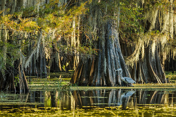 great blue heron in swamp - bald cypress tree stockfoto's en -beelden