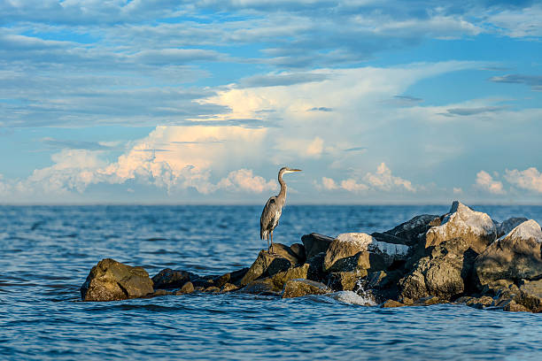 Great Blue Heron looking out over the Chesapeake Bay Great Blue Heron standing on a jetty over looking the Chesapeake Bay in Maryland chesapeake bay stock pictures, royalty-free photos & images