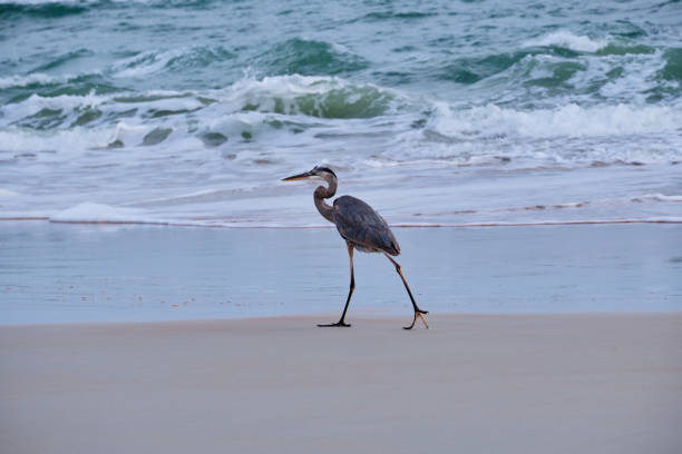 Great Blue Heron on prowl for prey.  East Florida coast. stock photo