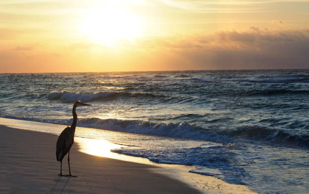 Great Blue Heron On the Beach as the Sun Rises stock photo